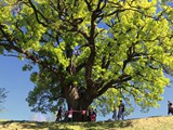 IMG_4520